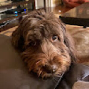 Meet your Posher, Tess